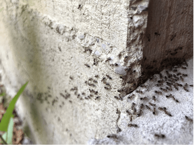 Fourmis extermination exterminateur (1)