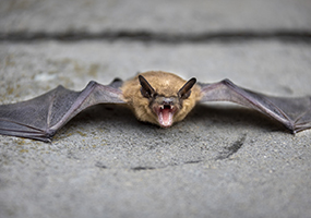 Capture de chauve souris