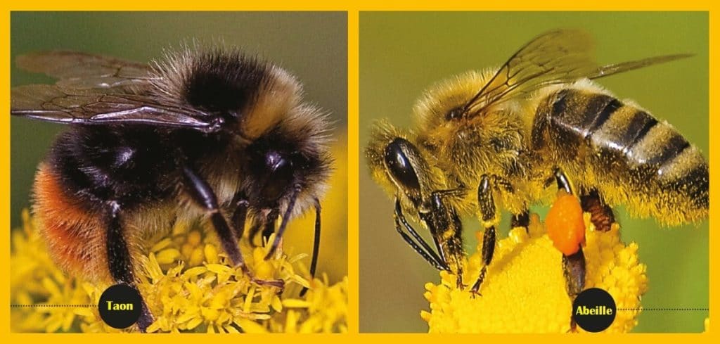 exterminator-bee