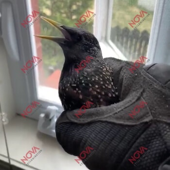 Un étourneau sansonnet prêt à être relâché suite à une intervention de capture d'oiseaux par Nova Extermination