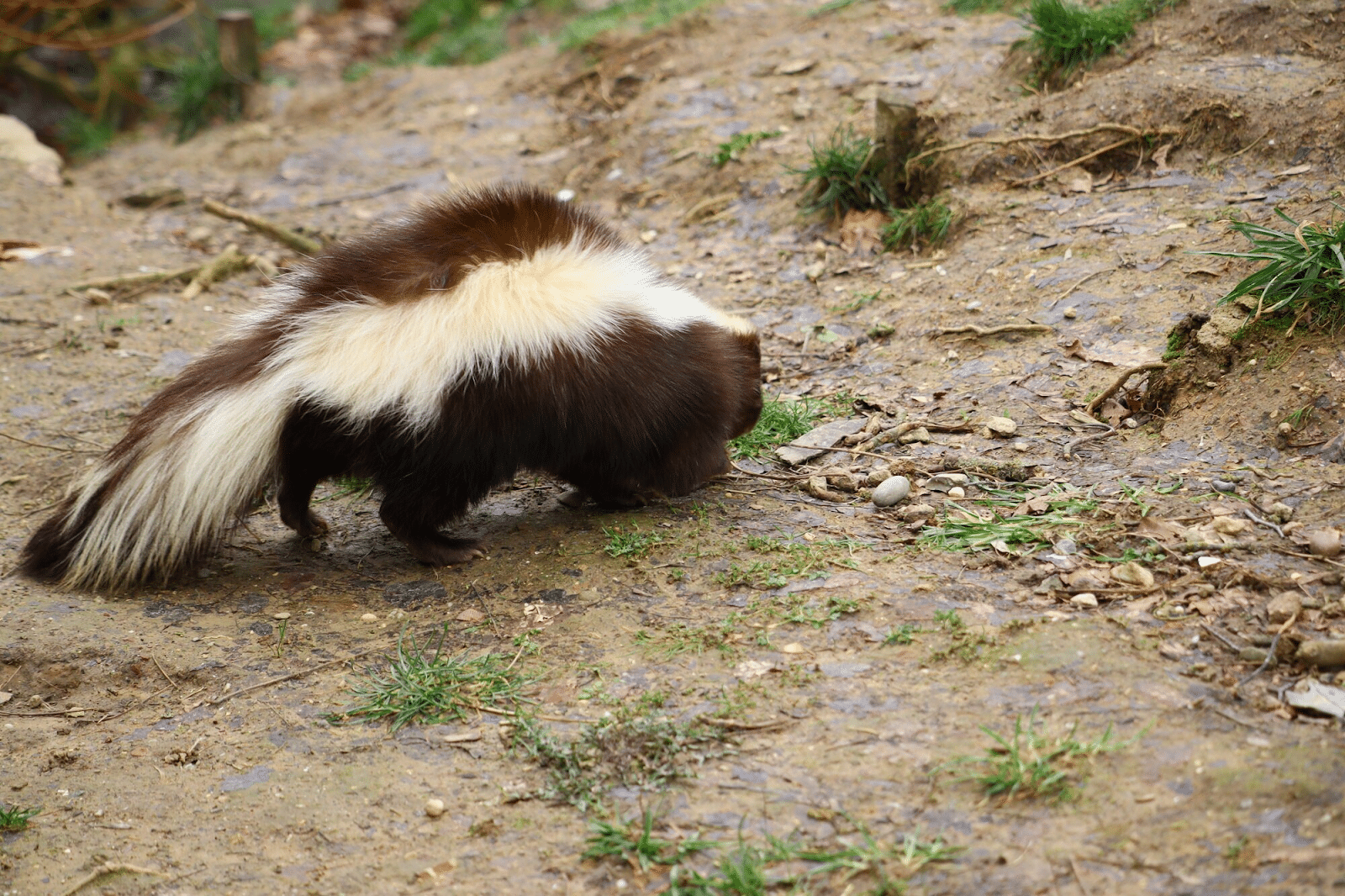 Crotte de moufette : une moufette explorant son habitat naturel
